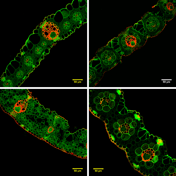 leaf microanatomy